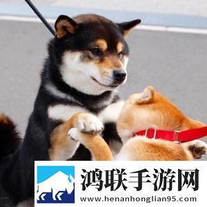 兽906MAX与兽906MAX对比评测原声版下载,兽906MAX与兽906MAX对比评测3D立体影视版下载