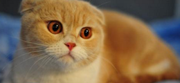 天天养猫猫