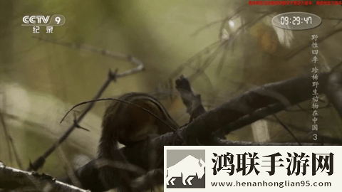 亚洲I码和欧洲m码的区别钻石版,亚洲I码和欧洲m码的区别用户成就系统版