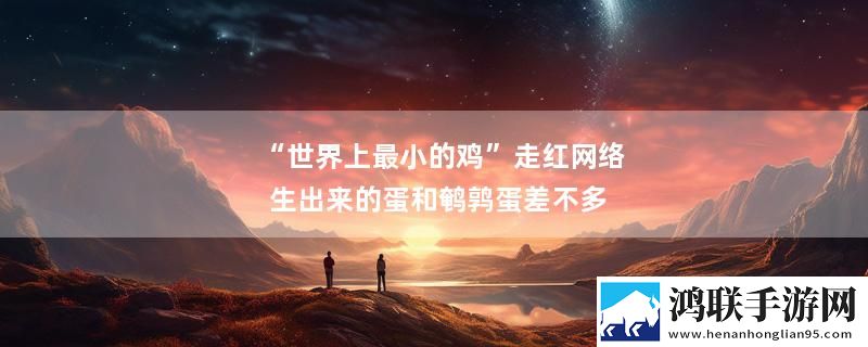 “世界上最小的鸡”走红网络 生出来的蛋和鹌鹑蛋差不多