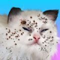 Cat Makeo