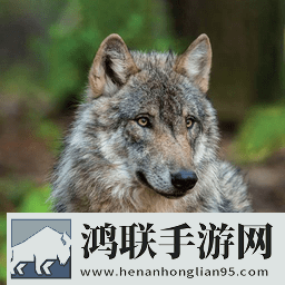 森林狼生存模拟器